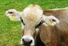 Kühe mieten im Bauernhof Etter, Schweiz