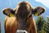Kühe mieten im Bauernhof Etter, Schweiz